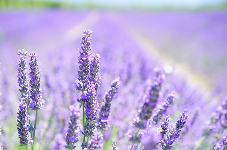 lavanda